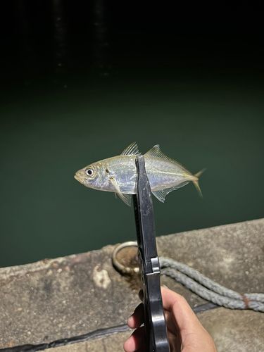 マアジの釣果