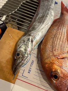 タチウオの釣果