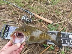 スモールマウスバスの釣果
