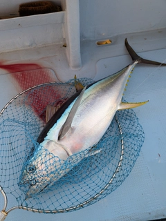 キハダマグロの釣果