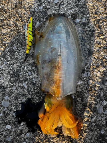 アオリイカの釣果