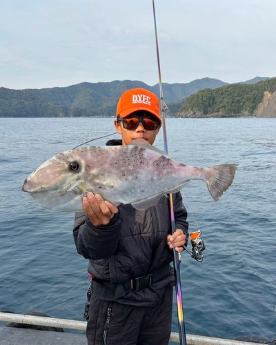 ウスバハギの釣果