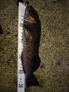 アイナメの釣果