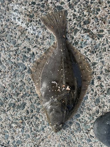 イシガレイの釣果