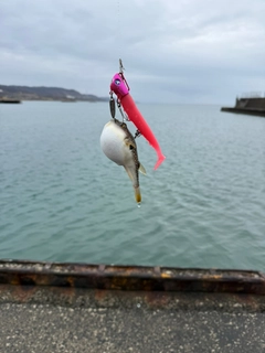 フグの釣果