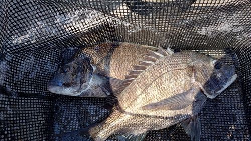 チヌの釣果