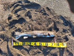 アメマスの釣果