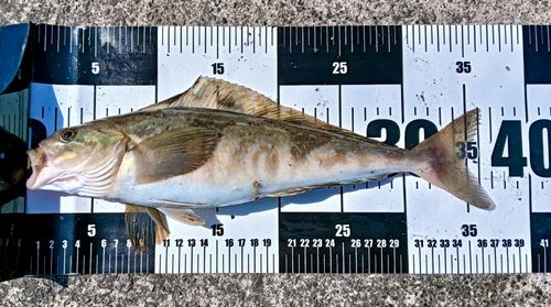 ホッケの釣果