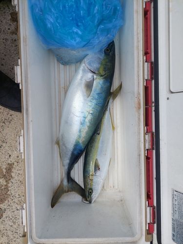 メジロの釣果