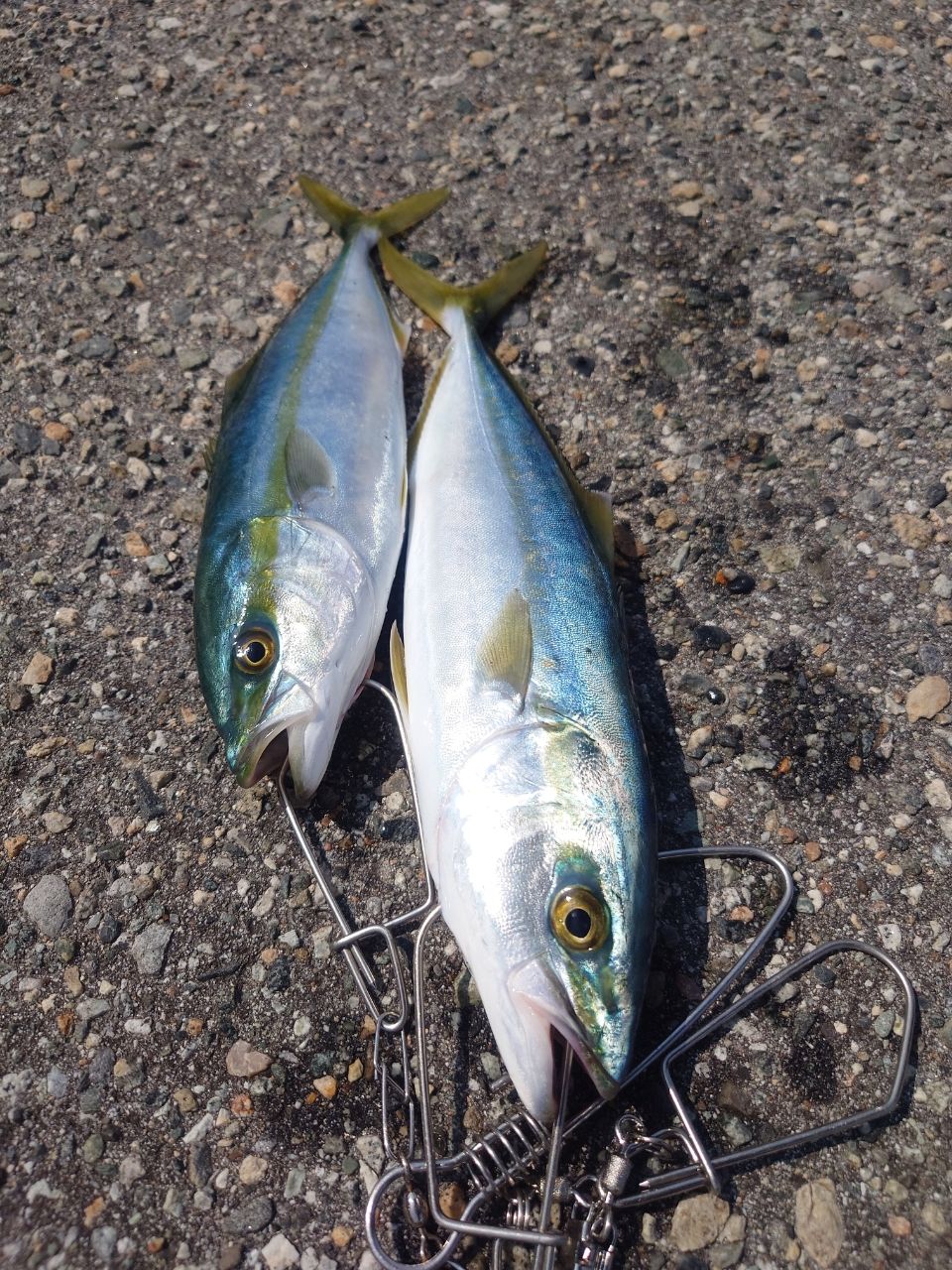 MajorCraft クロスライド 5G XR5-962MHの最安値・インプレ・釣果
