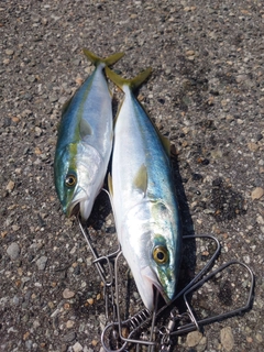 フクラギの釣果