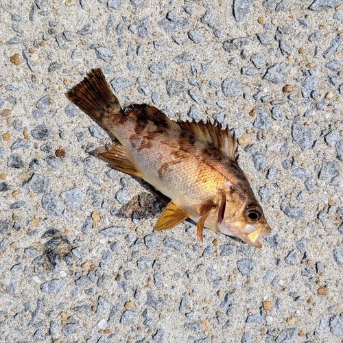 アカメバルの釣果