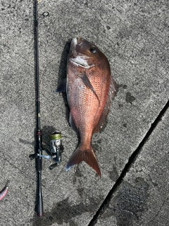 マダイの釣果