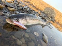 アメマスの釣果