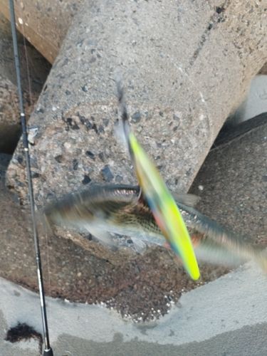 コノシロの釣果