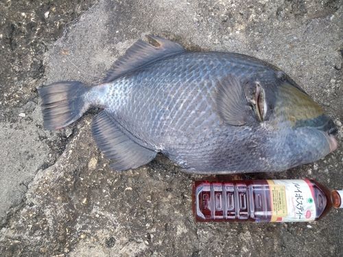 ゴマモンガラの釣果