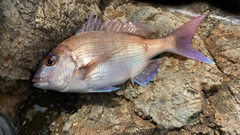 タイの釣果