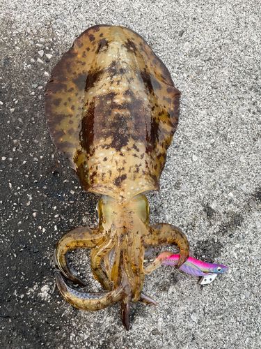 アオリイカの釣果