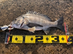 クロダイの釣果