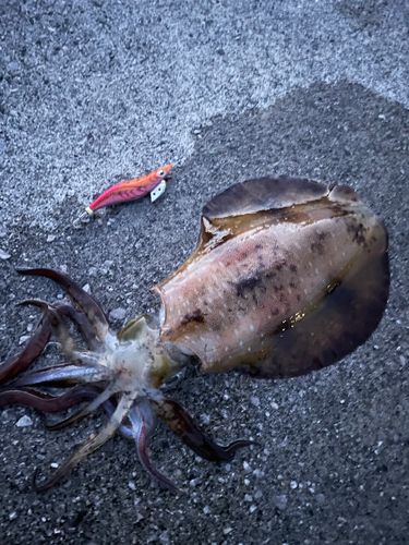 アオリイカの釣果