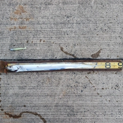 タチウオの釣果