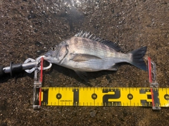 クロダイの釣果