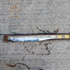 タチウオの釣果