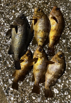 メバルの釣果