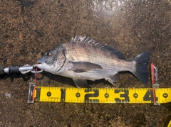 クロダイの釣果