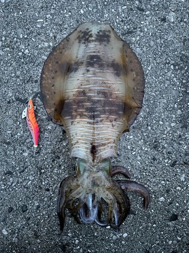 アオリイカの釣果