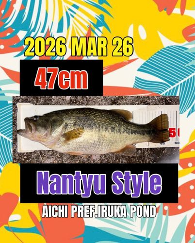 ラージマウスバスの釣果