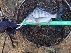 クロダイの釣果