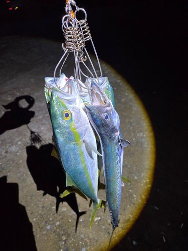 コゾクラの釣果