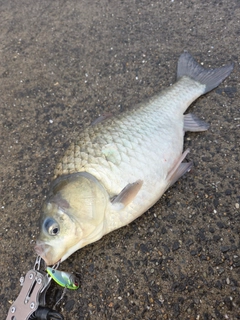 ヘラブナの釣果