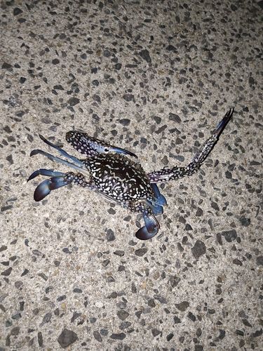 ワタリガニの釣果