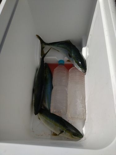 ハマチの釣果