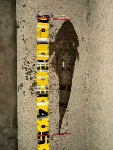 マゴチの釣果