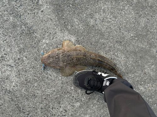 コチの釣果
