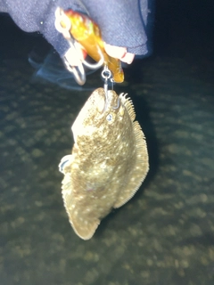 ソゲの釣果
