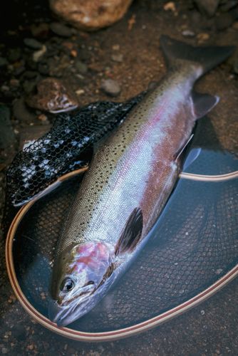 ニジマスの釣果