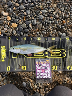 コゾクラの釣果