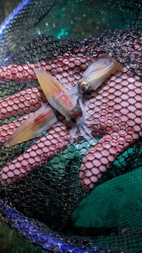 ホタルイカの釣果