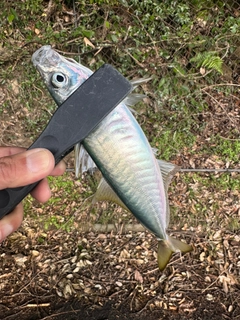 ムロアジの釣果