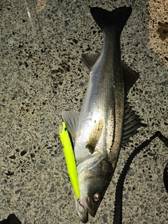 シーバスの釣果