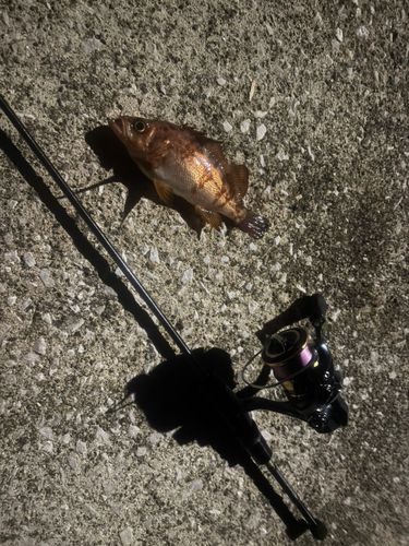 メバルの釣果