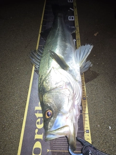 シーバスの釣果