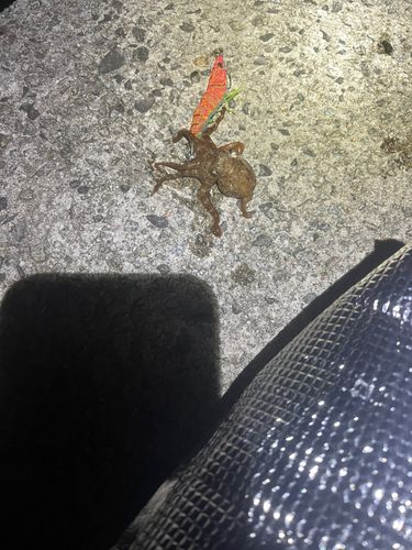 タコの釣果