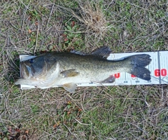 ラージマウスバスの釣果