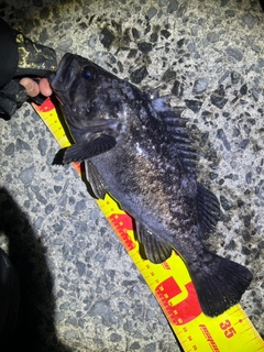 クロソイの釣果