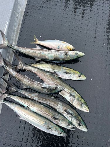 サゴシの釣果